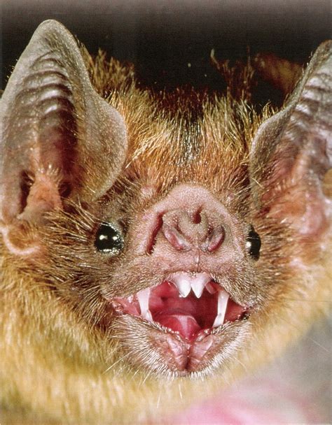 morcego vampiro